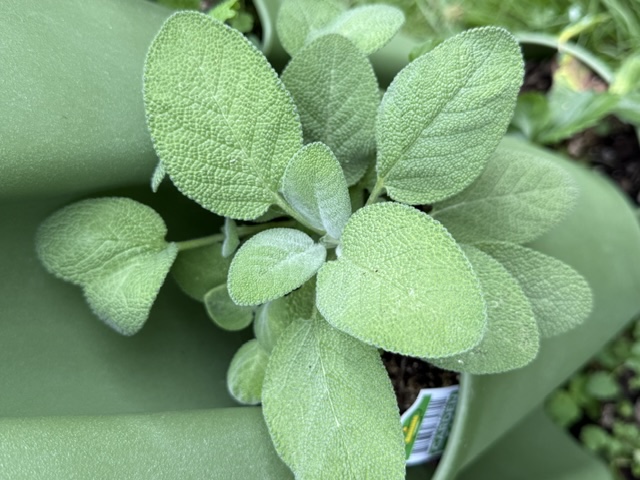 Roast Herb Bundle