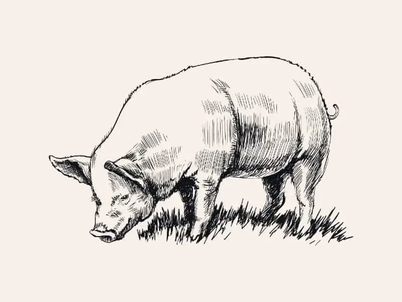 Whole Pig 36-40lb