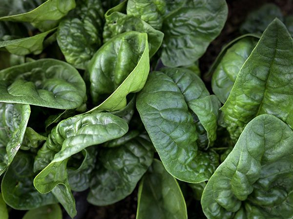 Spinach