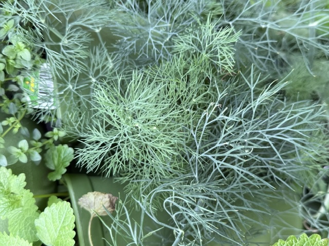 Dill