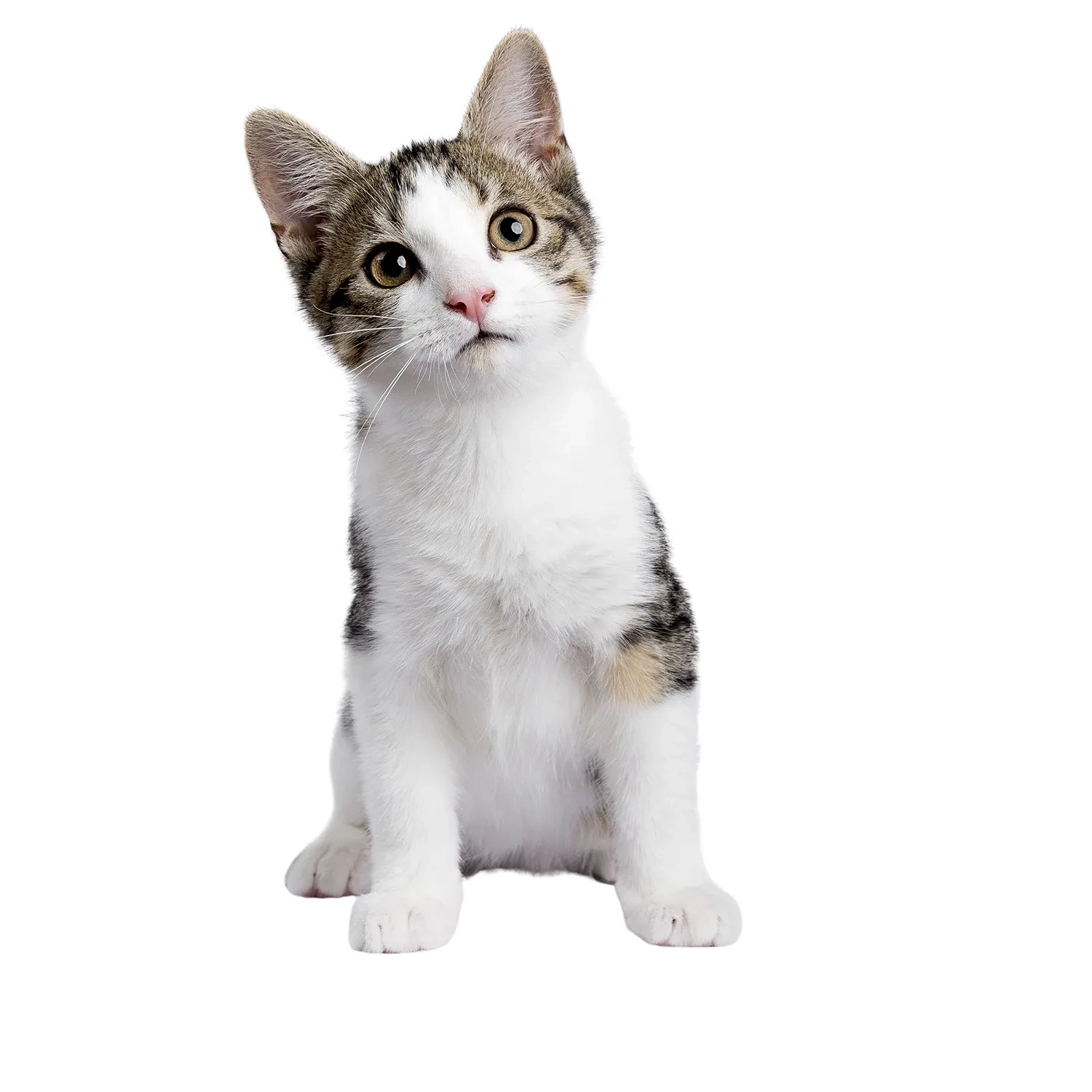 Pastured Supper: Raw Chicken Supplement for Cats
