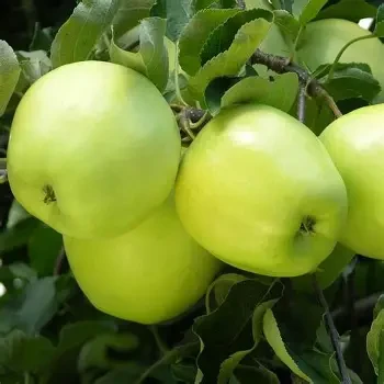 Ginger Gold Apples 1/2 Peck