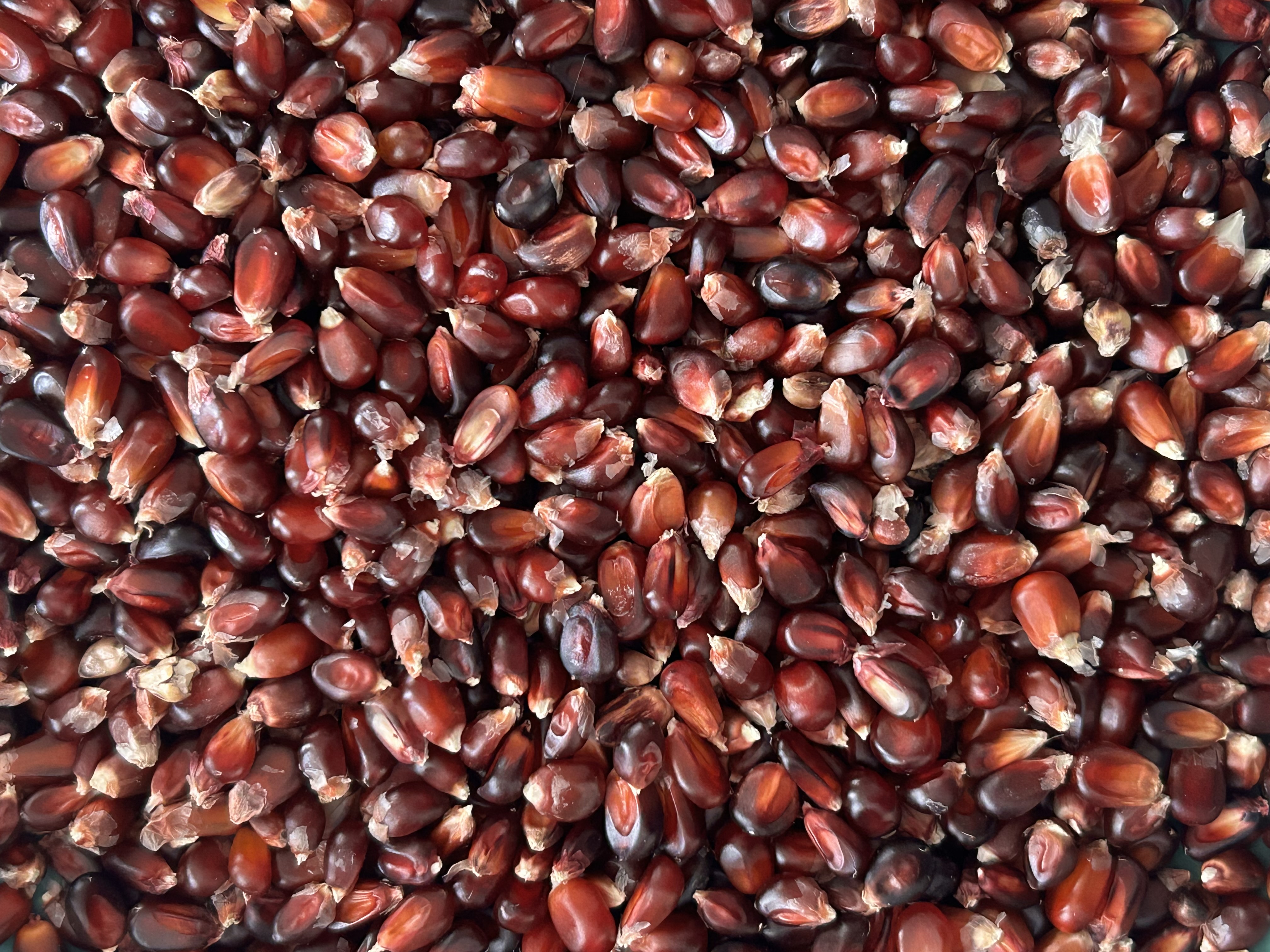 Popcorn Kernels - Ruby Red