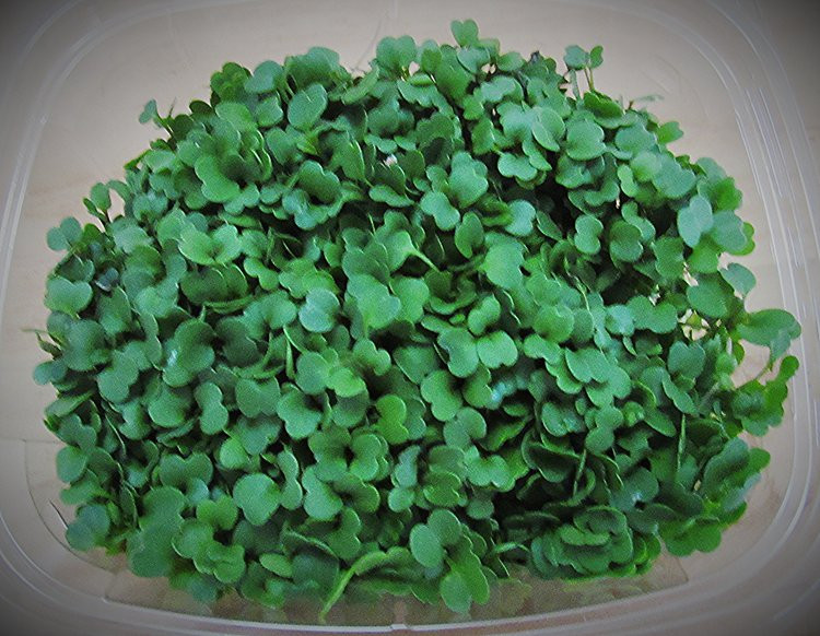 Arugula