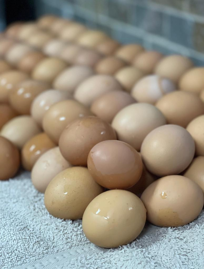 1 Dozen Eggs