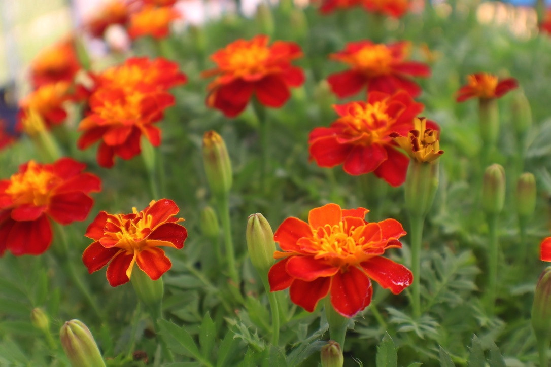Marigolds