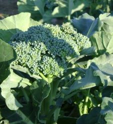 Broccoli