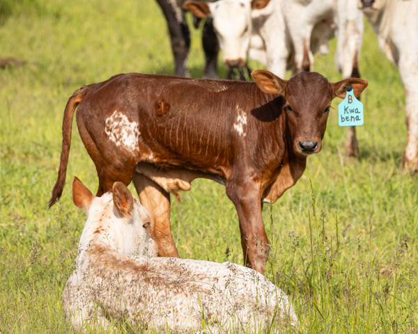Kwabena Bull Calf