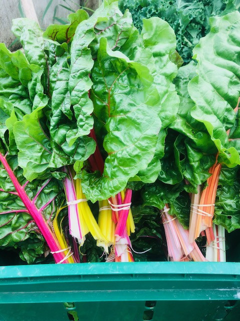 Rainbow Swiss Chard