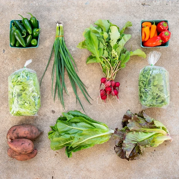 Vegetable Box (Regular)