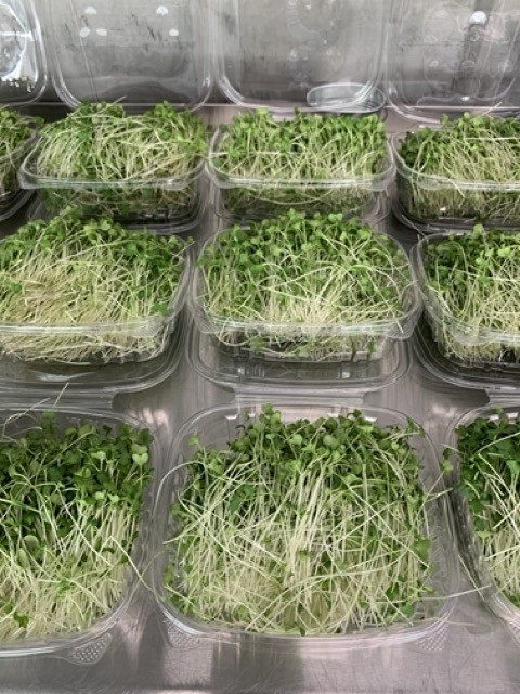 Broccoli Microgreens