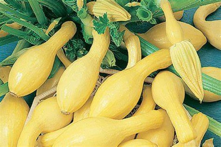 Case (15 lb) Organic Summer Squash