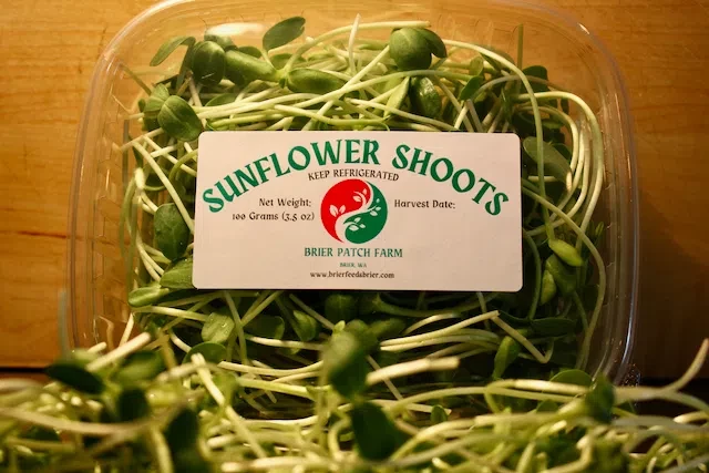 Brier Patch Sunflower Microgreens
