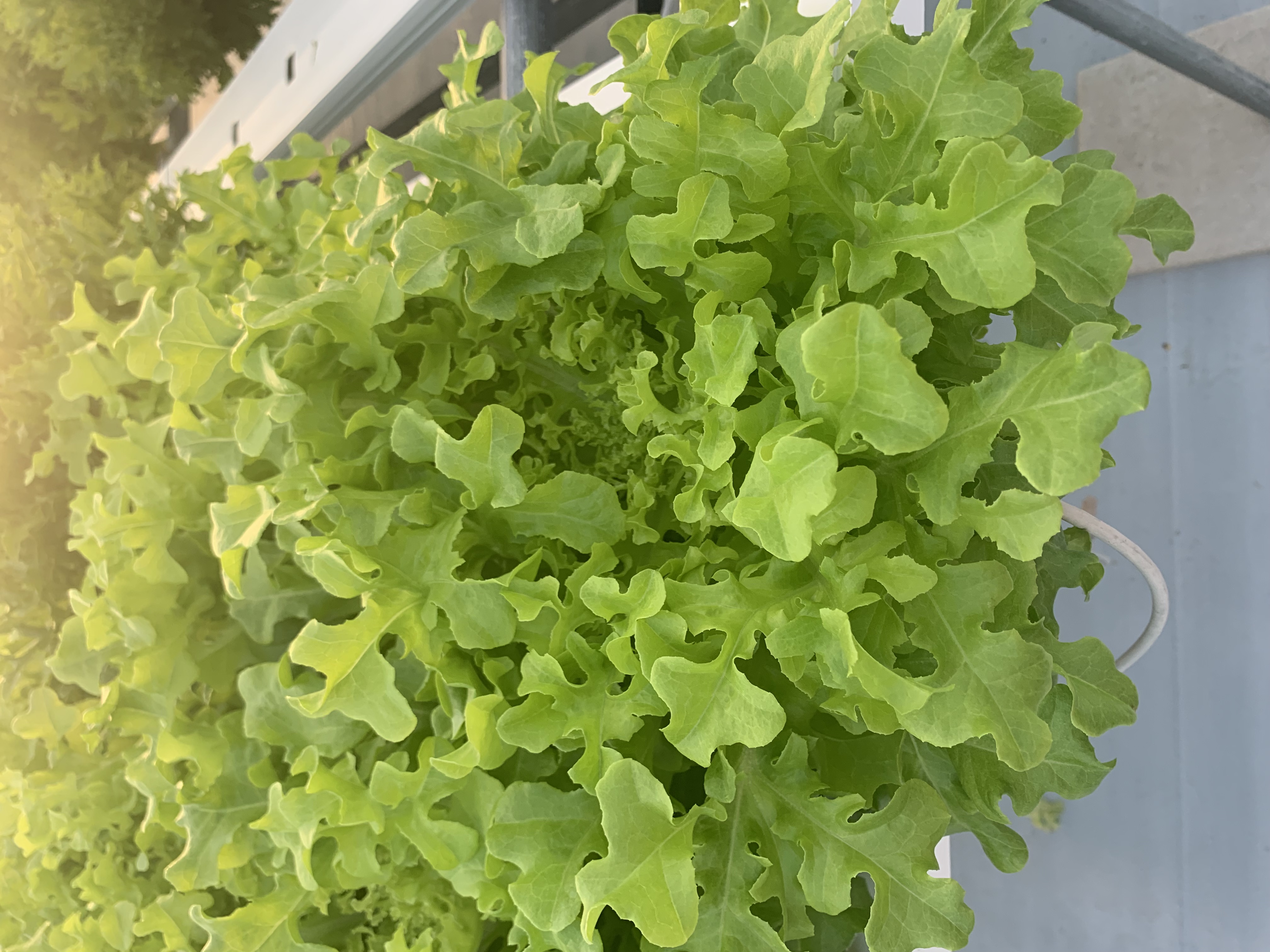 Oakleaf Lettuce
