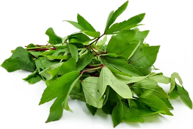 GONGURA LEAVES LB