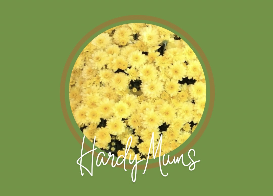 ST JOHN NEW HAVEN MUM SALE DELIGHT YELLOW - 2GAL POT