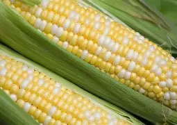 Sweet Corn (6 Ears)