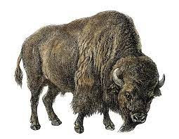 Buffalo - Bulk Ground 85/15