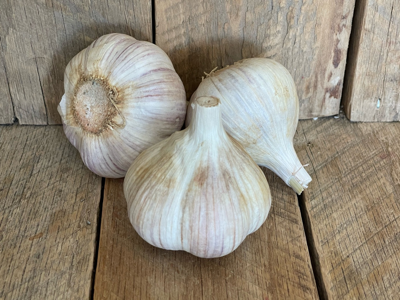 Fresh Garlic Bulbs