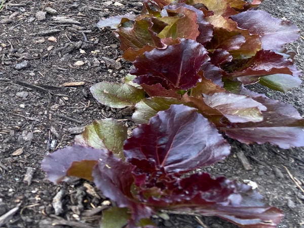Red leaf lettuce