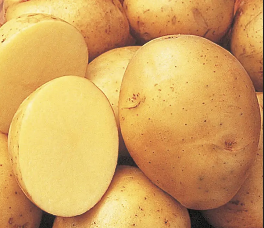 Organic Lehigh Gold Potatoes