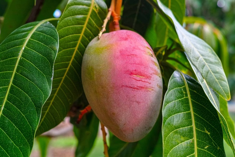 Mangoes