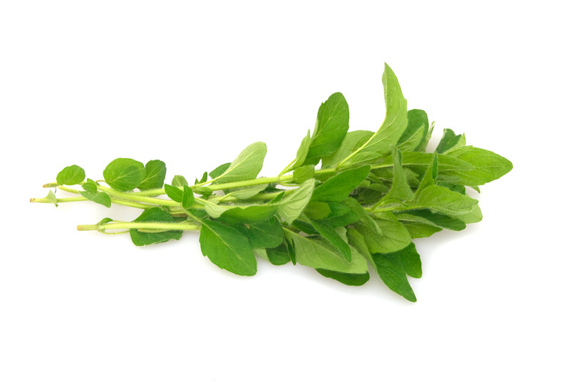 Herb | Oregano | Organic