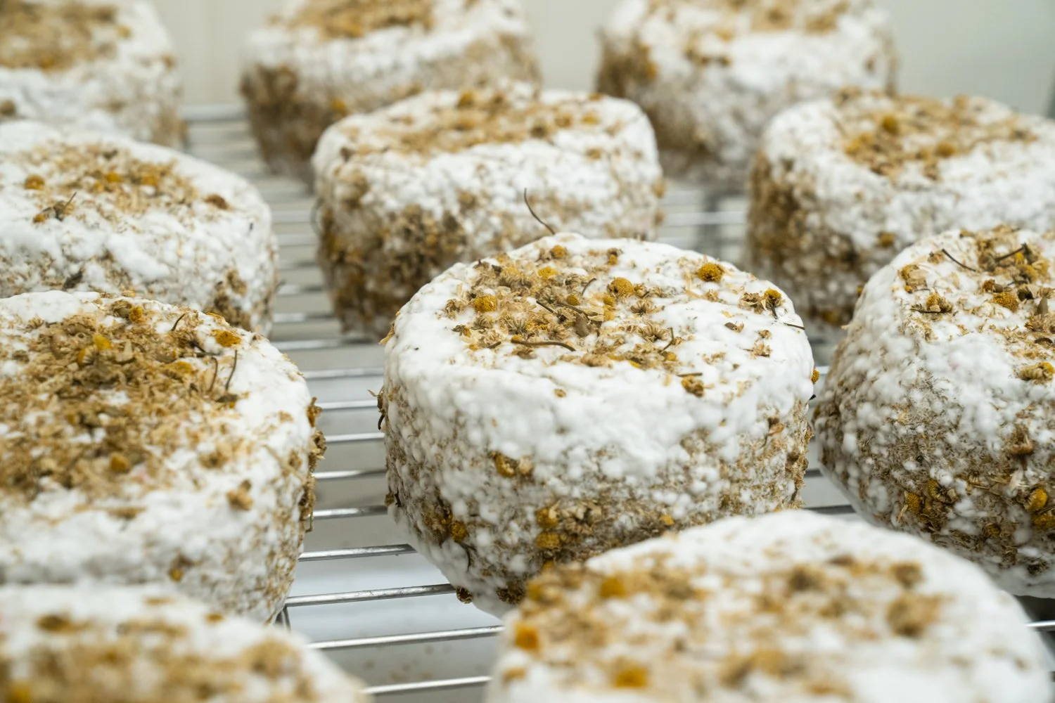 Honey Bell Cheese