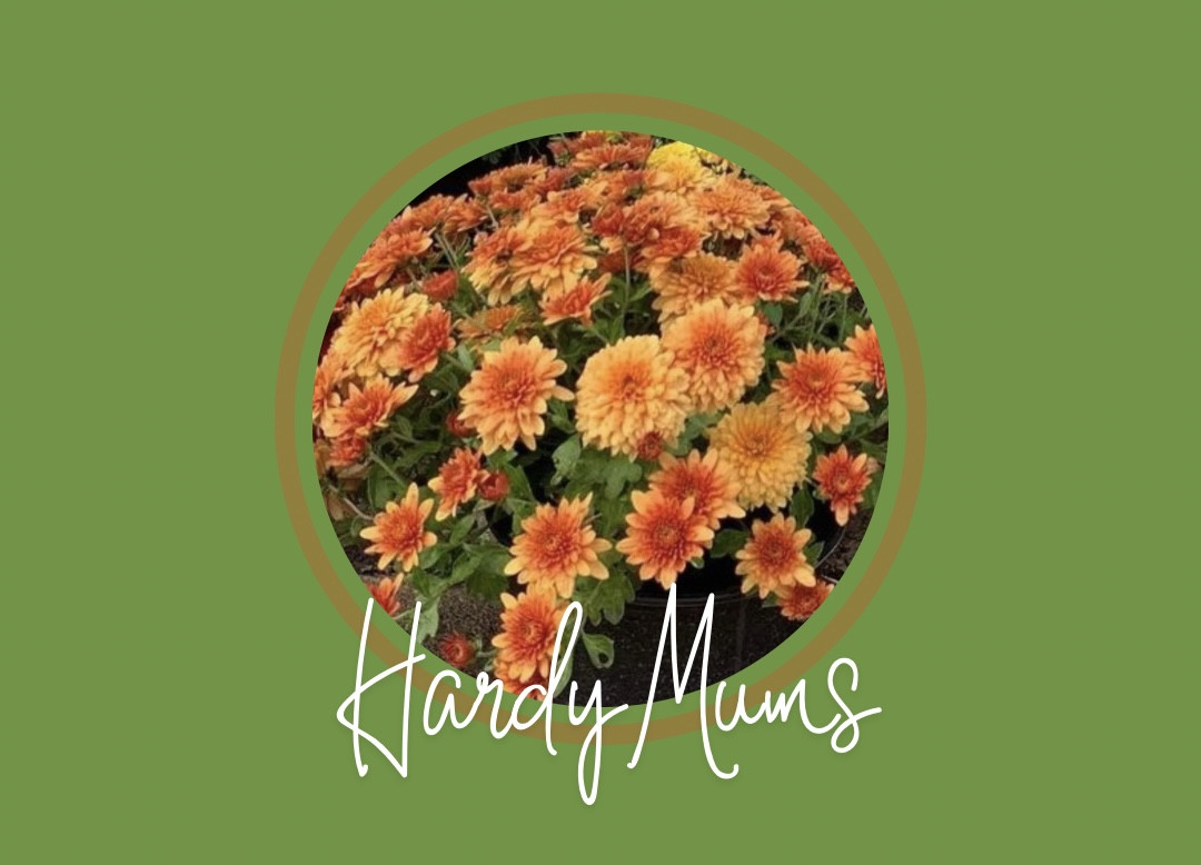 OUR LADY SCHOOL MUM SALE APPLE CIDER - 2GAL POT
