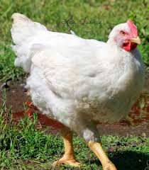 ( Deposit ) Primal Acres raised whole frozen chicken