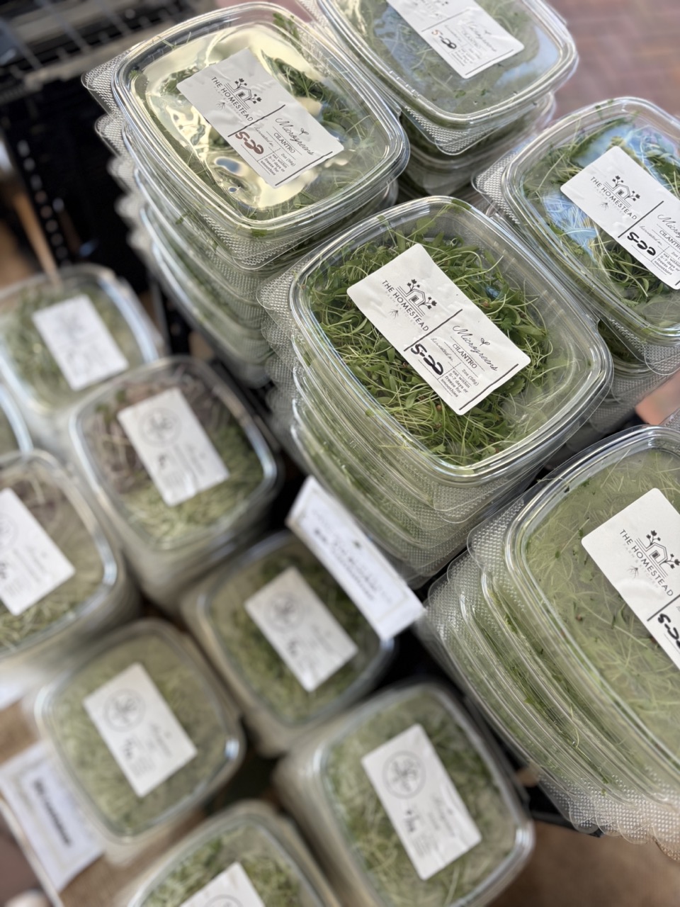 Kale Microgreens
