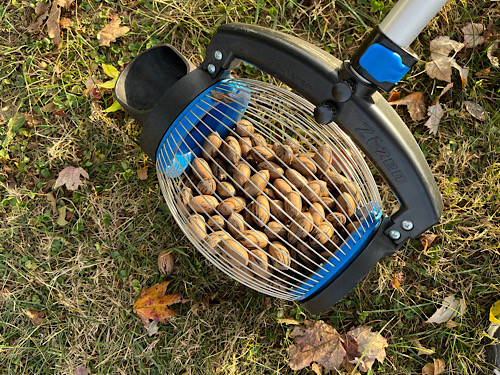 Pecans
