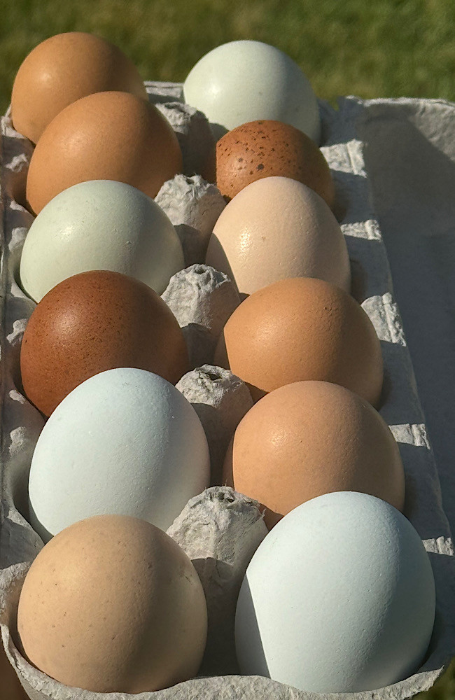 Eggs - Dozen (Corn & Soy Free)