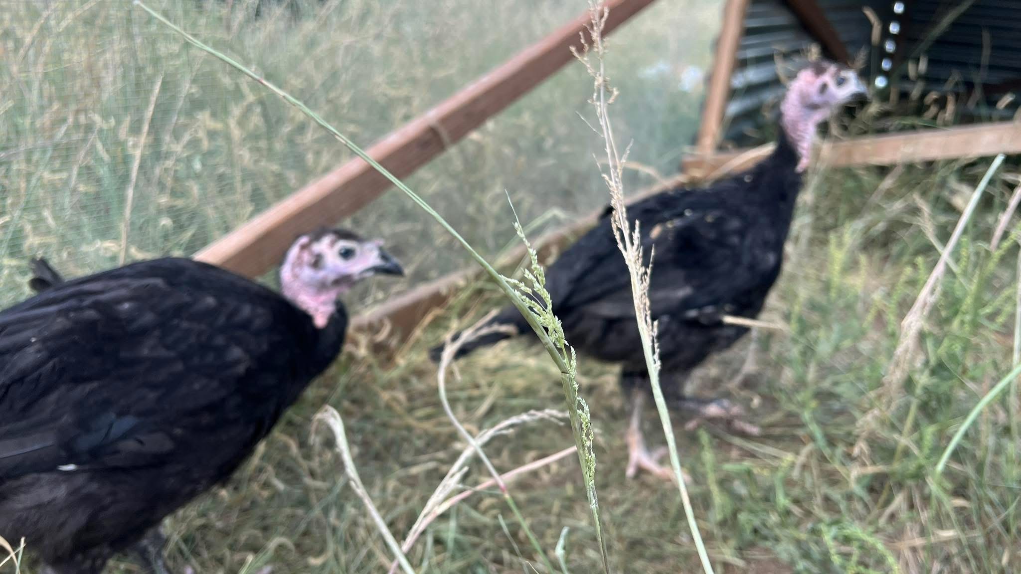 Fresh Farm Turkey Deposit