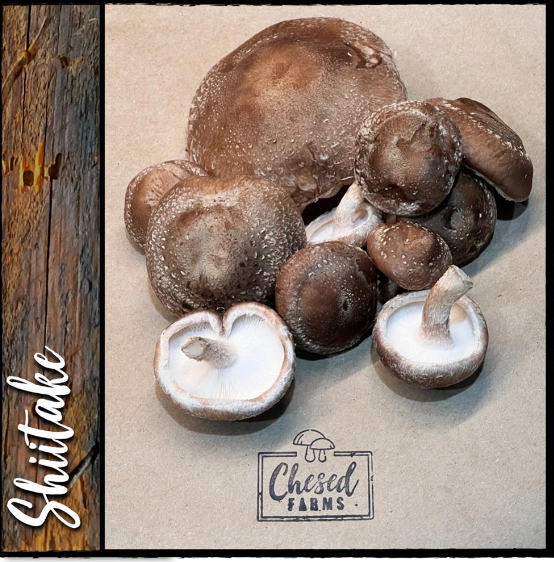 Mushrooms, Shiitake Fresh