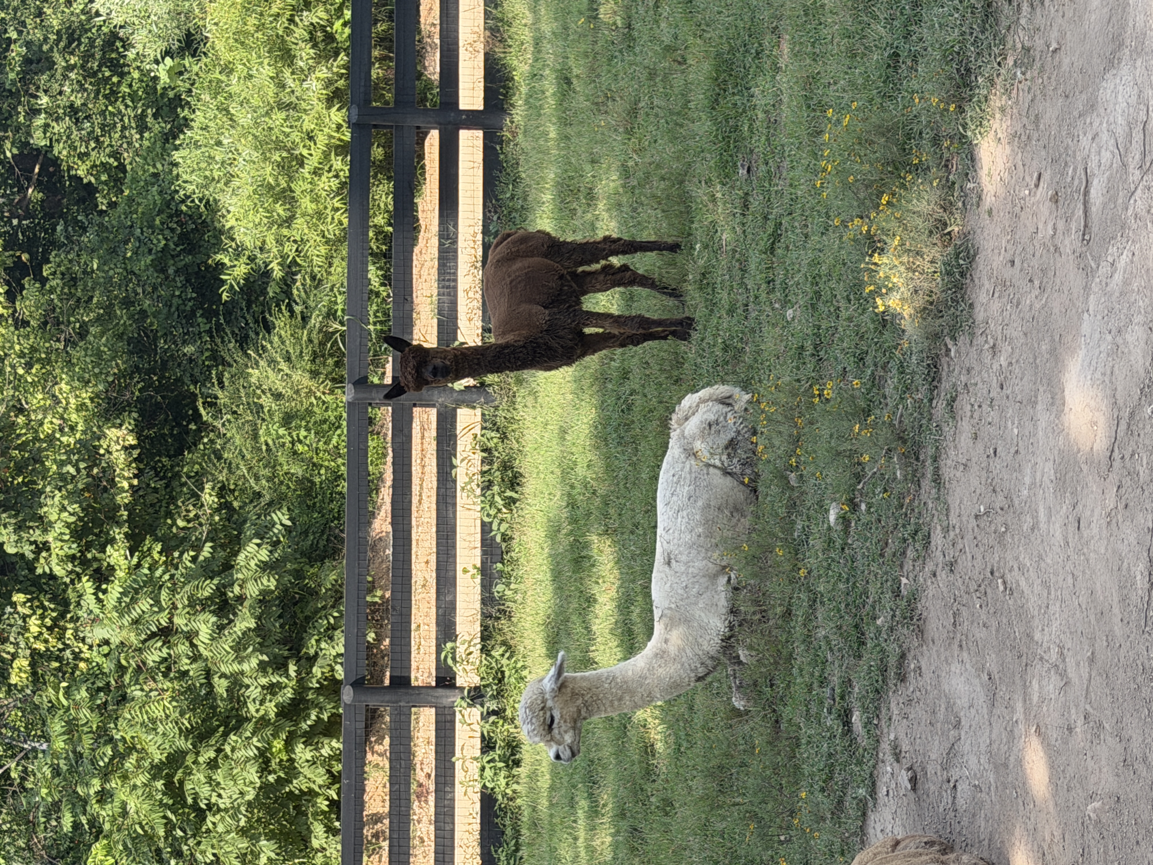 Alpacas
