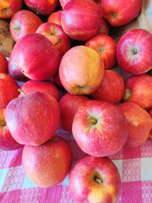 Organic Gala Apples