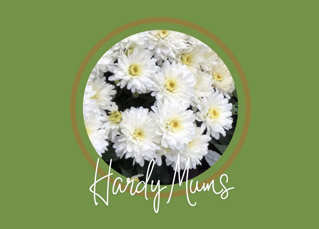 OUR LADY SCHOOL MUM SALE FONTI WHITE - 2GAL POT