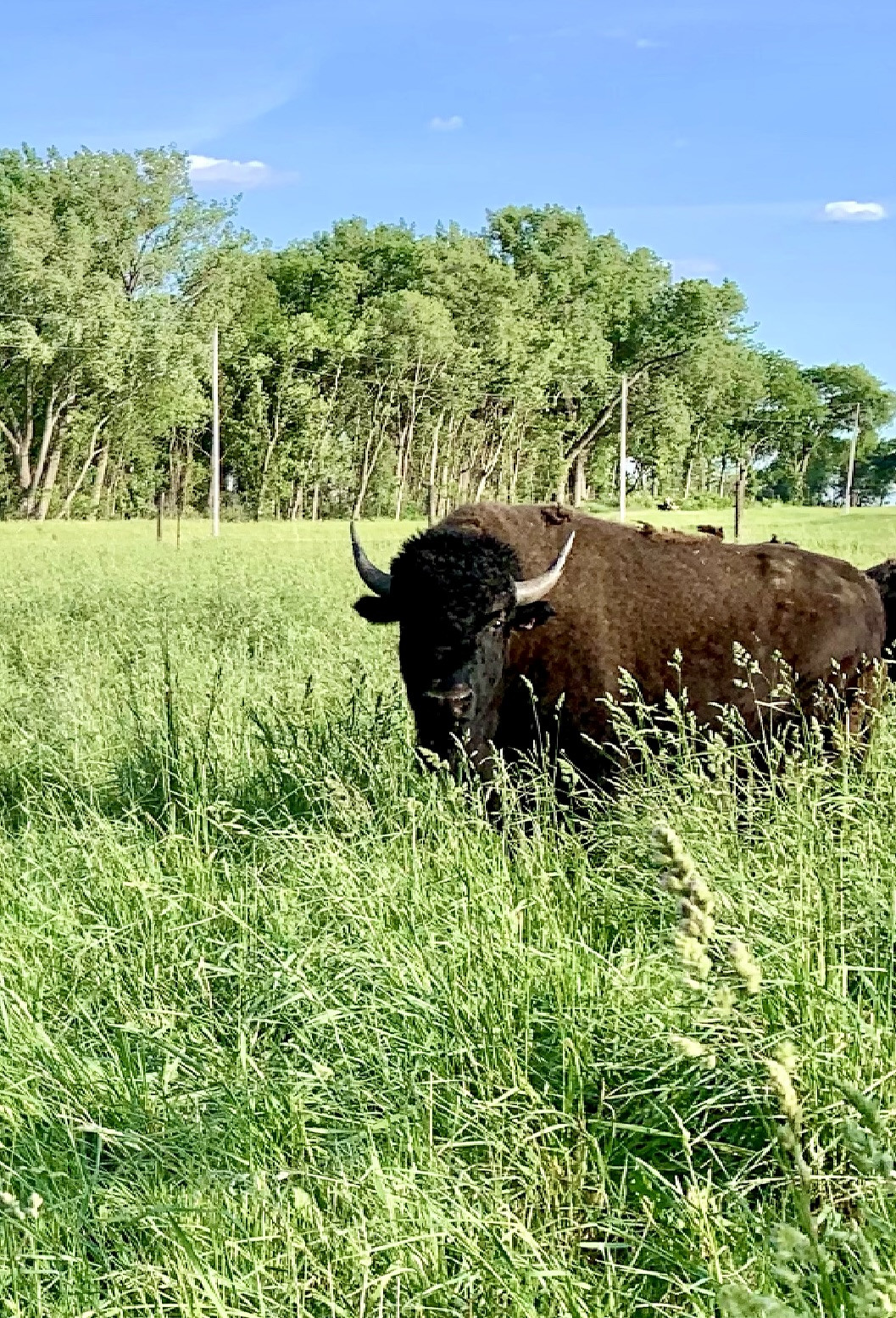 2025 Bison Half Deposit