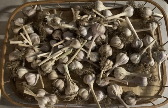 Amberland Farm Garlic