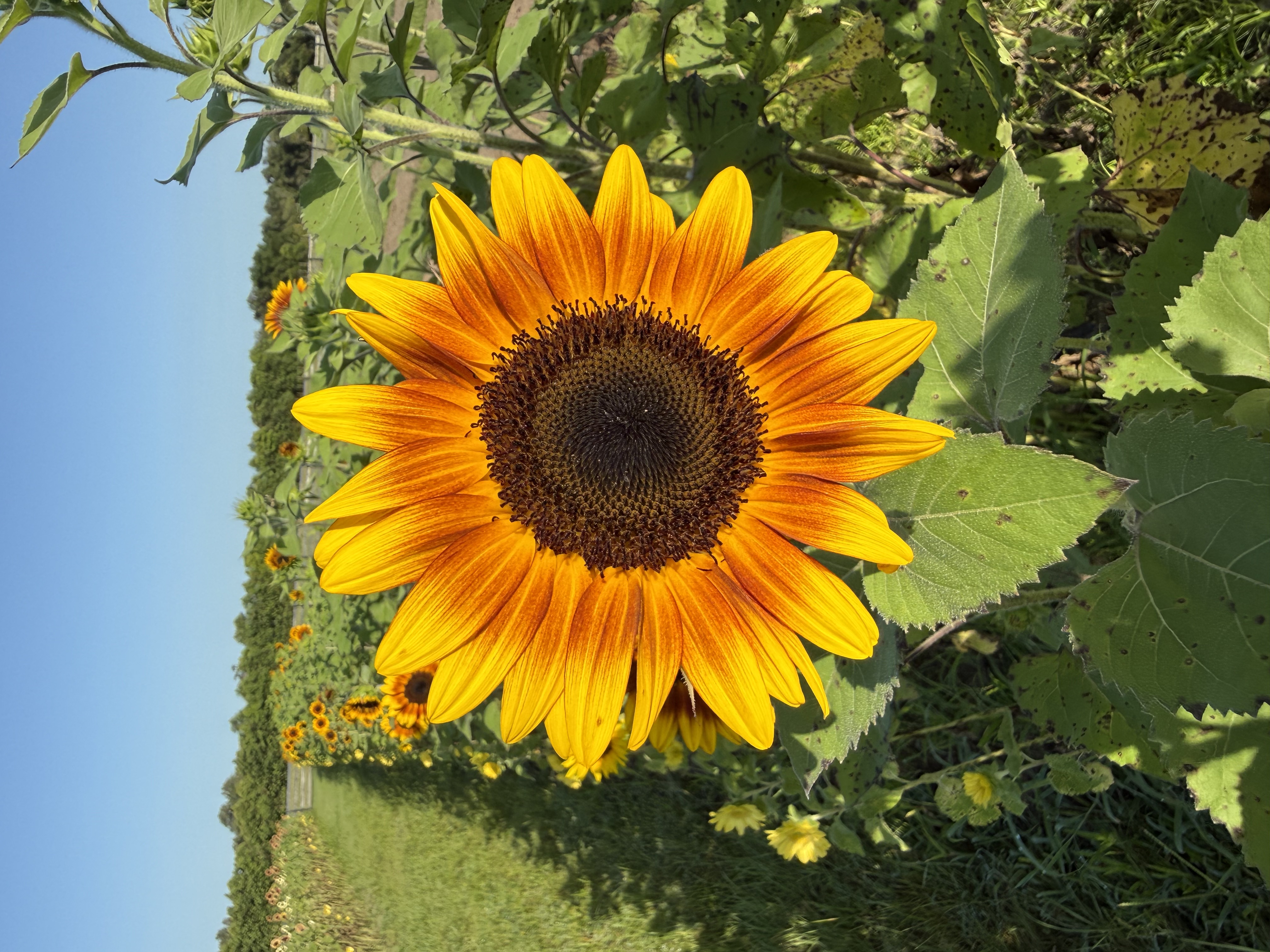 Sunflower Bunch x2