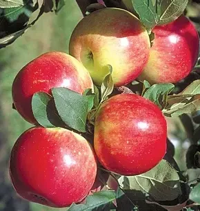 Zestar Apples 1/2 Peck