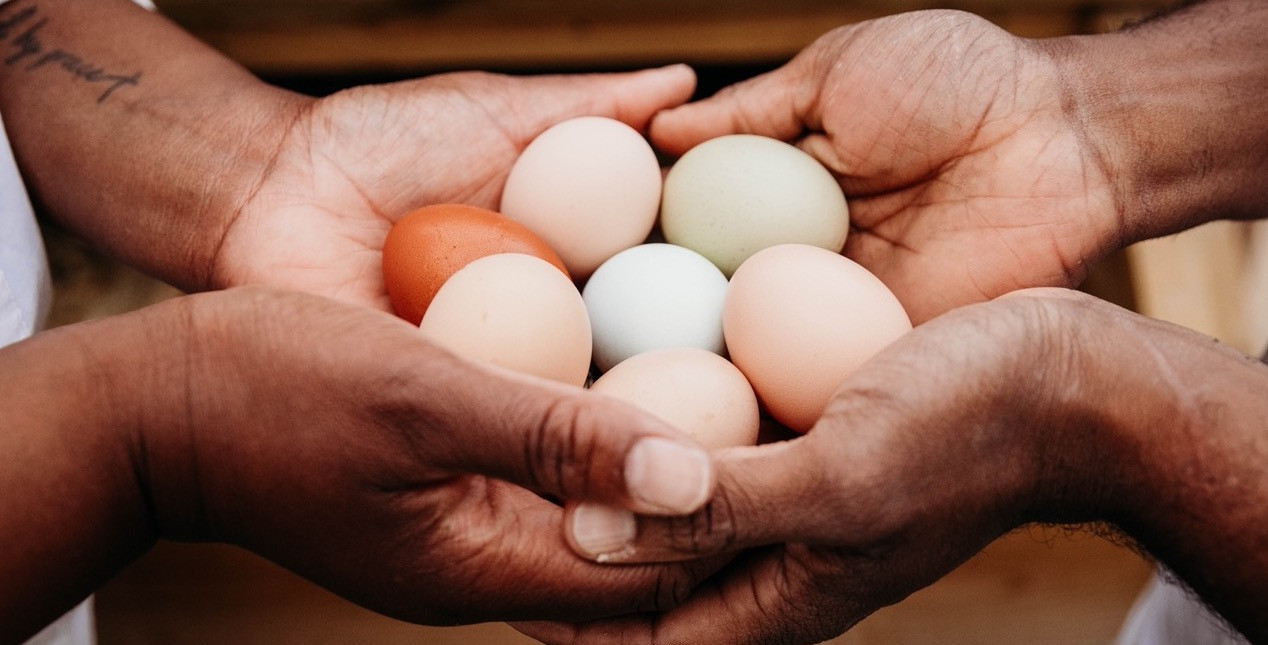 Chicken Eggs