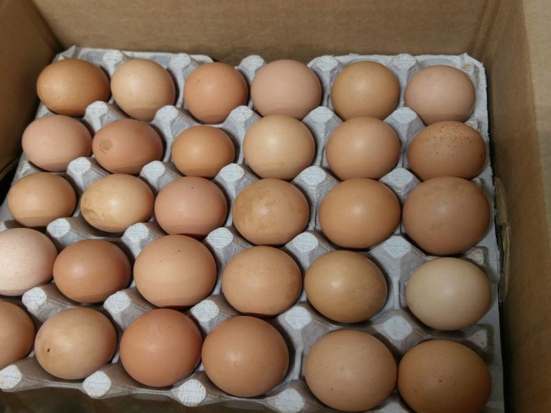 Eggs - XLarge Case in Flats