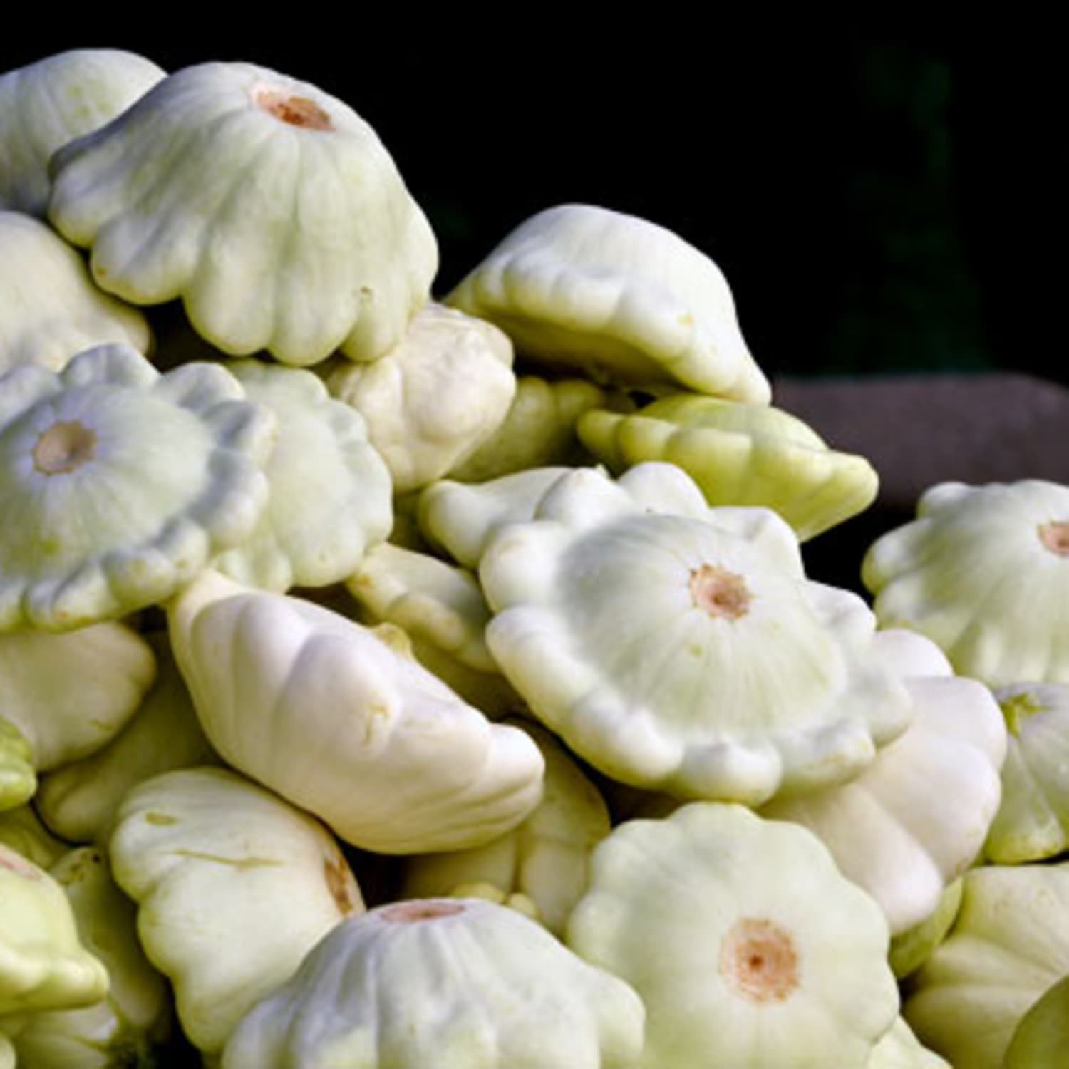 Squash - Scallop (Patty Pan)