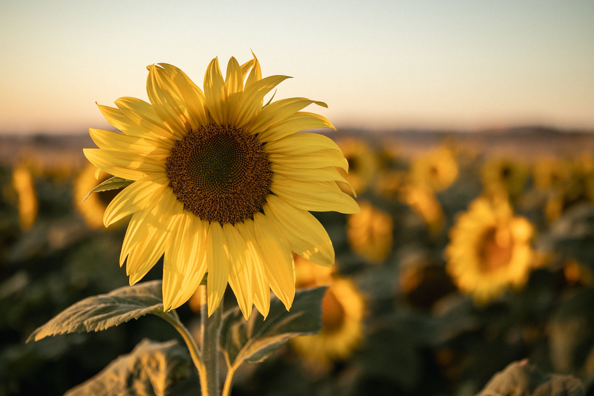 Sunflower Water Color Class, Saturday August 16th (10 am)