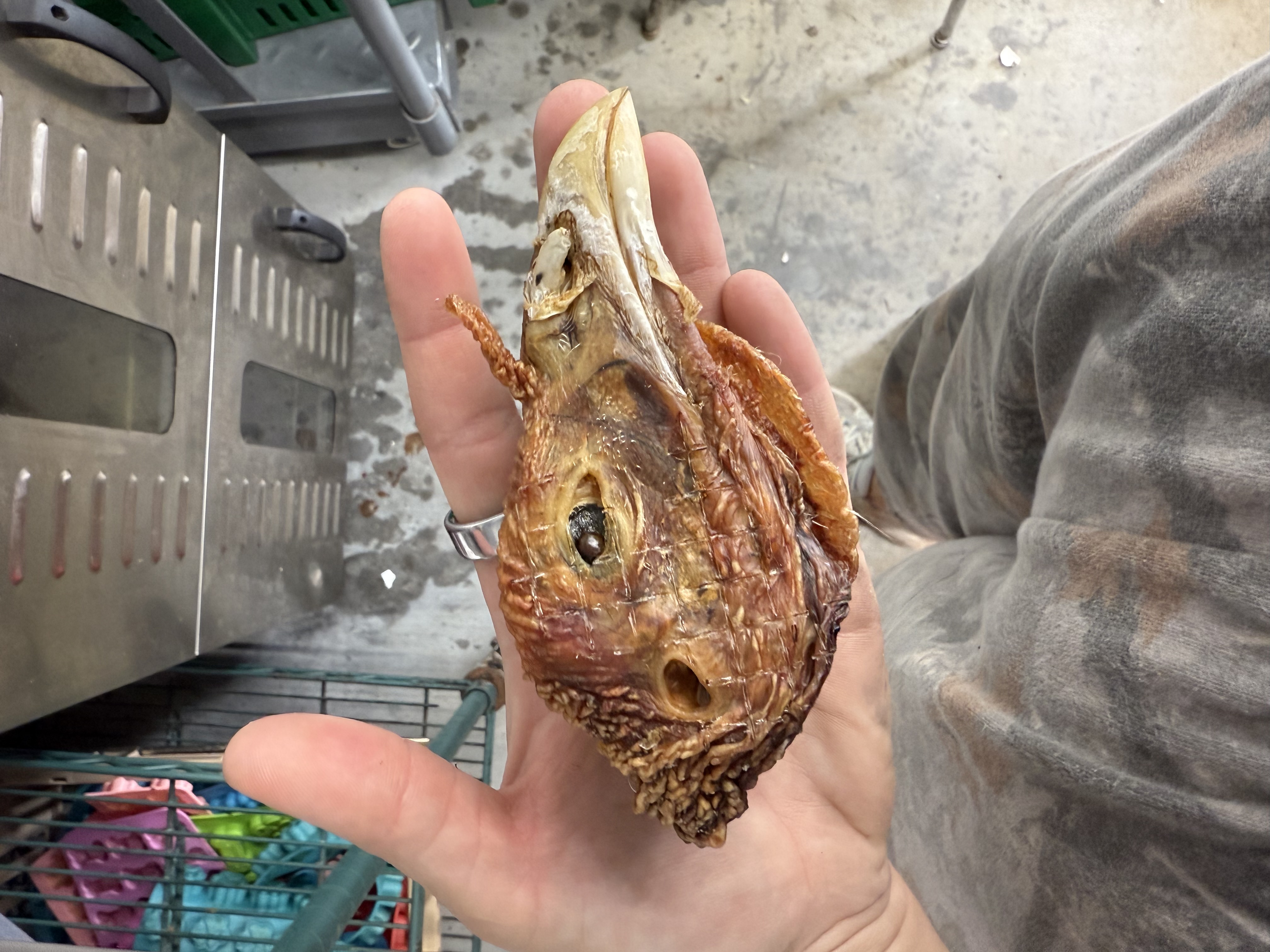 Dehydrated Turkey Heads