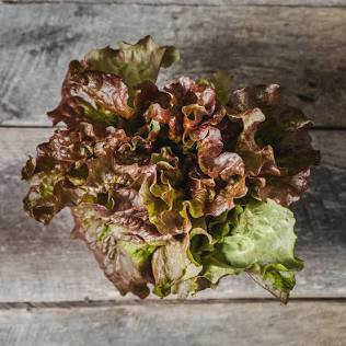 Red Leaf Lettuce Head