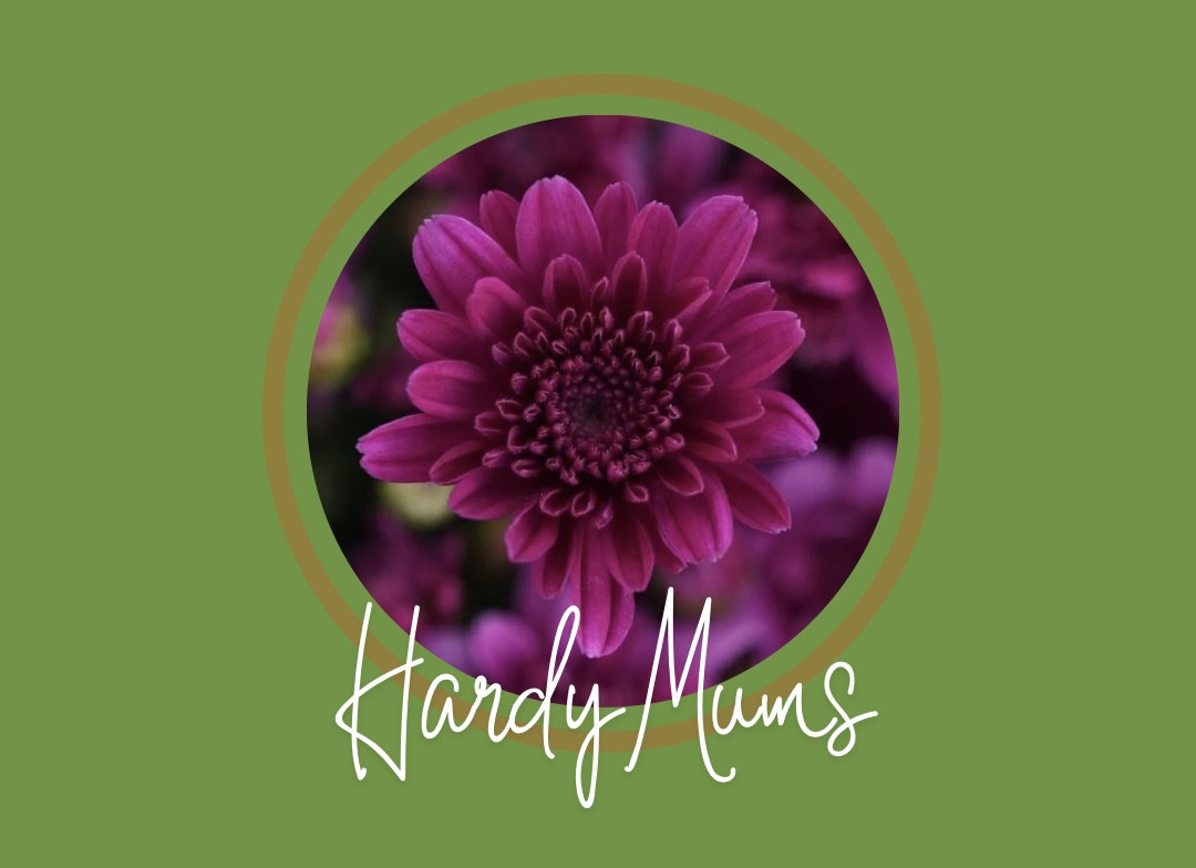 OUR LADY SCHOOL MUM SALE ADIVA PURPLE - 2GAL POT