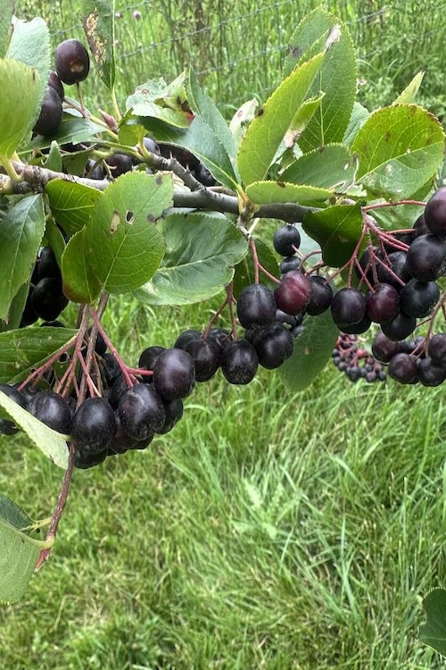 Aronia Berries